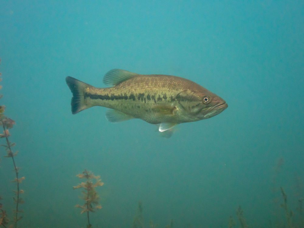 50Degree Water Bass Fishing The Best Lures to Use